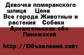 Девочка померанского шпица. › Цена ­ 40 000 - Все города Животные и растения » Собаки   . Архангельская обл.,Пинежский 